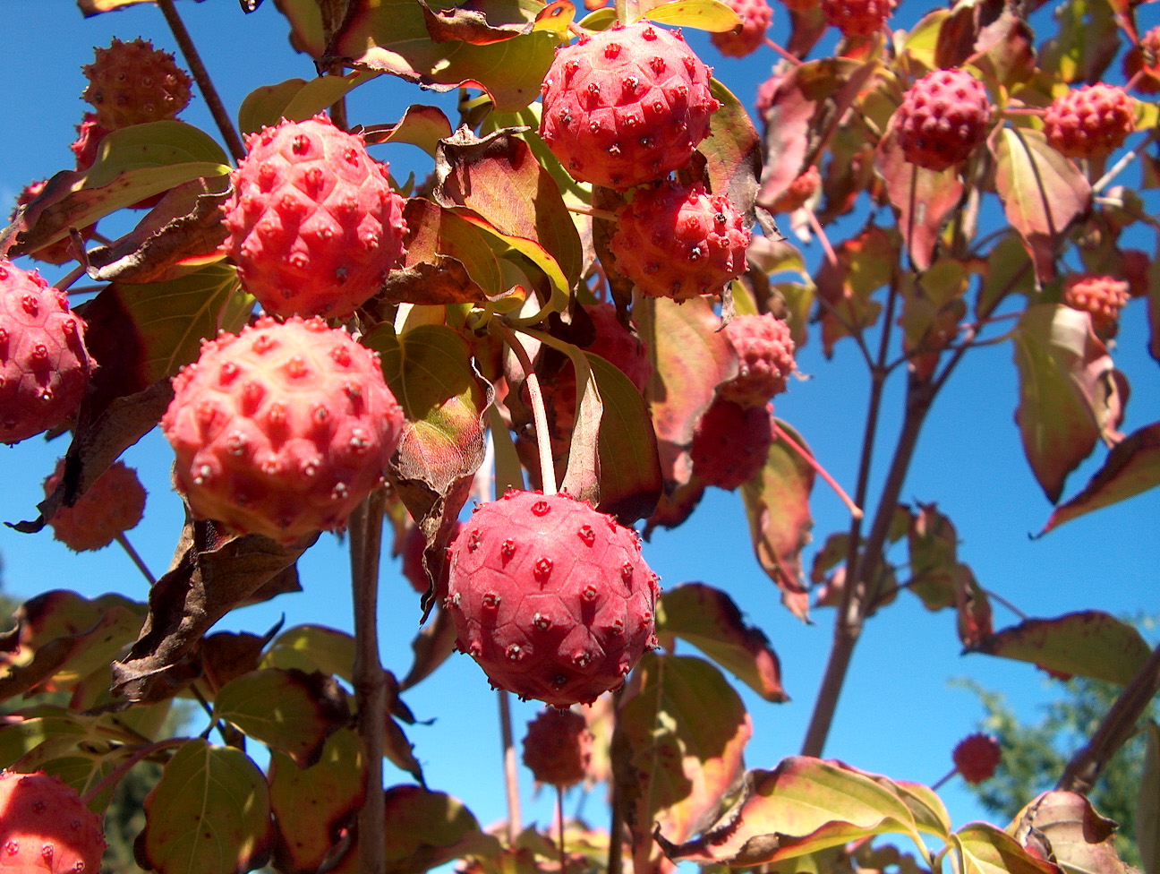 Kousa Dogwood Growth Rate